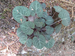 Viola variegata