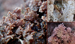 Ellisolandia elongata