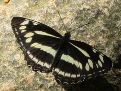 Neptis philyroides