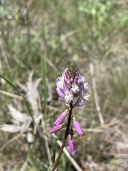 Polygala anatolica