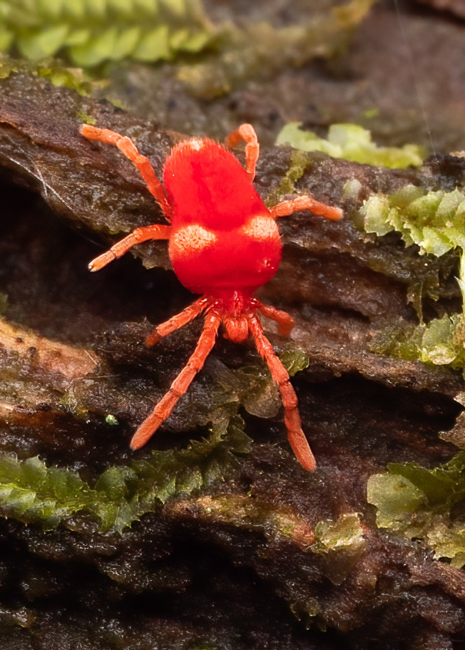 Paratrombium album