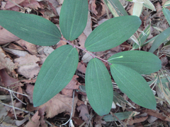 Polygonatum lasianthum