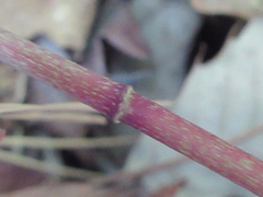 Polygonatum lasianthum