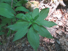 Lilium tsingtauense