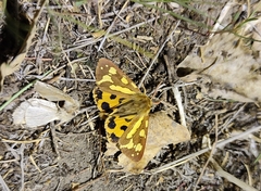 Arctia aulica