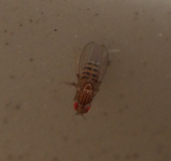 Drosophila busckii
