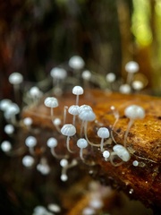 Mycena albidocapillaris