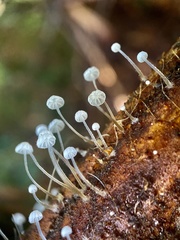 Mycena albidocapillaris