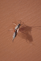 Limneriini