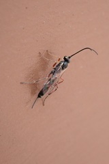 Limneriini