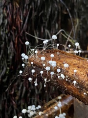 Mycena albidocapillaris