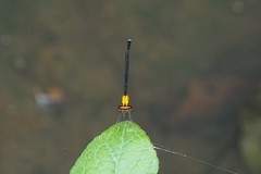 Prodasineura croconota