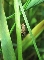 Neottiglossa lineolata
