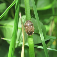 Neottiglossa lineolata