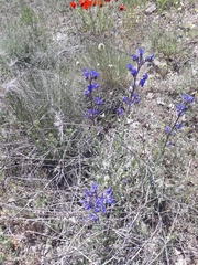 Anchusa leptophylla