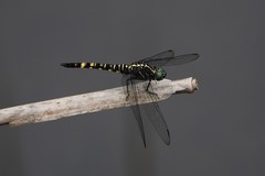 Onychothemis tonkinensis