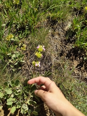 Salvia absconditiflora