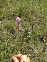 Polygala anatolica