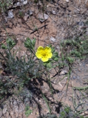 Potentilla hirta