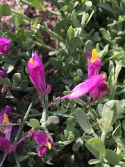 Rhinotropis subspinosa