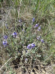 Veronica pectinata