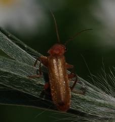 Cantharis rufa