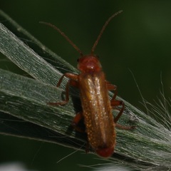 Cantharis rufa