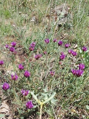Astragalus xylobasis