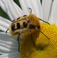 Trichius gallicus