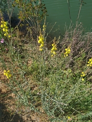 Linaria genistifolia