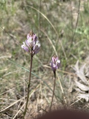 Polygala anatolica
