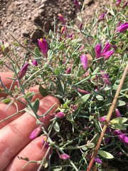 Rhinotropis subspinosa