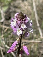 Polygala anatolica
