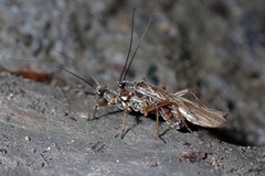 Nemourinae