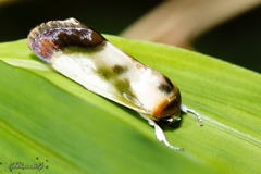 Westermannia triangularis