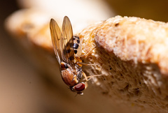 Leucophenga maculata