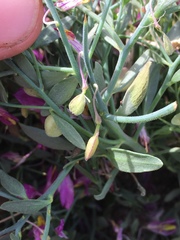 Rhinotropis subspinosa