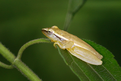 Rohanixalus vittatus