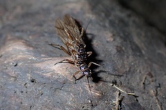 Nemourinae