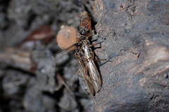 Nemourinae