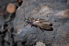 Nemourinae