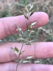 Schmidtia pappophoroides