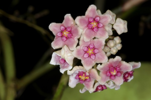 Hoya diversifolia Blume 4