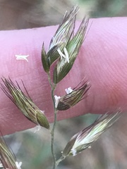 Schmidtia pappophoroides