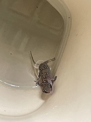 Hemidactylus triedrus