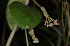 Hoya diversifolia