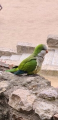 Myiopsitta monachus