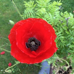 Papaver rhoeas