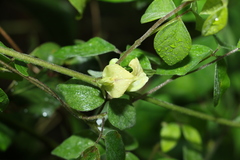 Macrotyloma axillare axillare