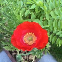 Papaver rhoeas